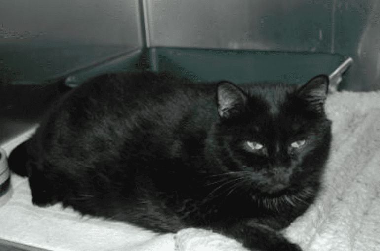 Ashes, once a severely overweight feline, has been on a strict diet and is now more mobile and playful.