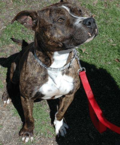 Zinnia, a 2-year-old pitbull terrier, is good with cats, leash and crate-trained.