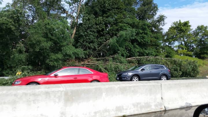 A view of downed trees along Rte. 95 south Aug. 4