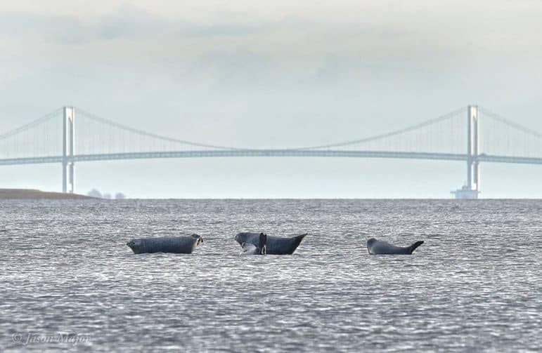 [CREDIT: Jason Major] Harbor Seals off Rocky Point on Dec. 31. 