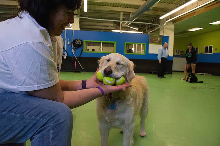 [CREDIT: Rob Borkowski] Sammie the Golden Retriever shows off one of his talents during the trick contest at Bark for Life 2018 April 22.
