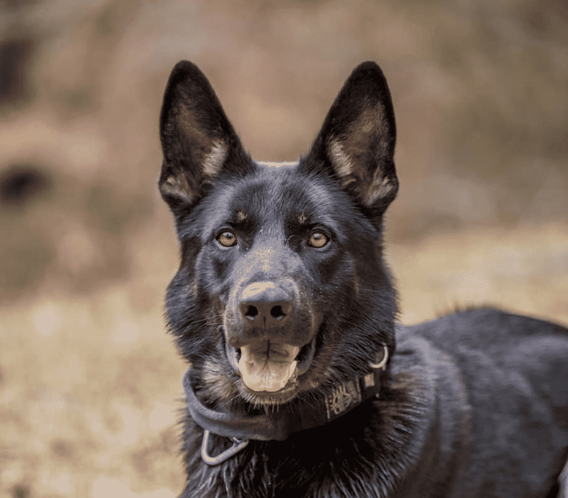 [CREDIT: WPD] Warwick K-9 officer Haki will receive a new bullet-proof vest.