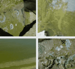 [CREDIT: EPA] Cyanobacteria, also known as blue-green algae, produce toxins that are hazardous to humans and animals.