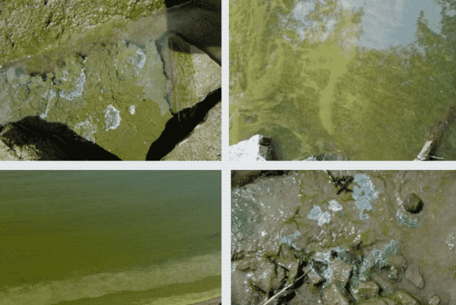 State Lifts Aug. 9 Tiogue Lake Blue Green Algae Warning