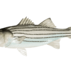 [CREDIT: DEM] DEM is setting a maximum size limit of less than 31 inches for striped bass recreational fisheries, starting Saturday.
