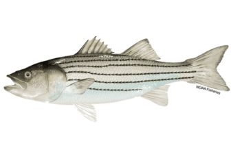 [CREDIT: DEM] DEM is setting a maximum size limit of less than 31 inches for striped bass recreational fisheries, starting Saturday.