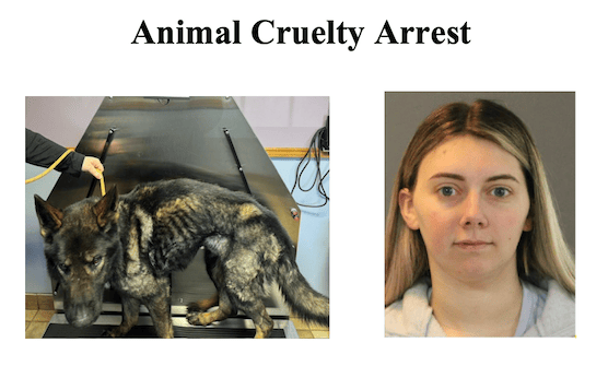 Hanz Survives Animal Cruelty, Seeks Home